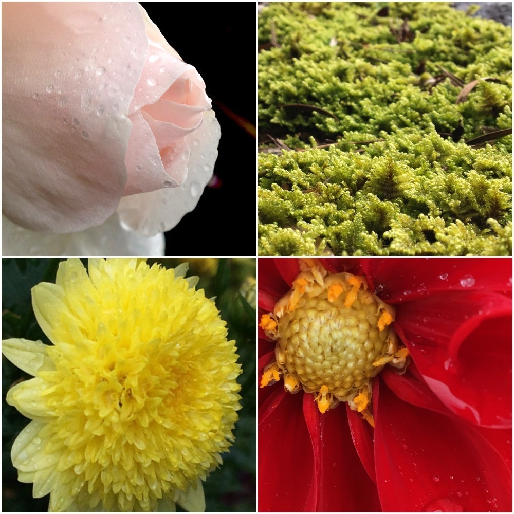 庭の草花にカメラを近づけてみた。