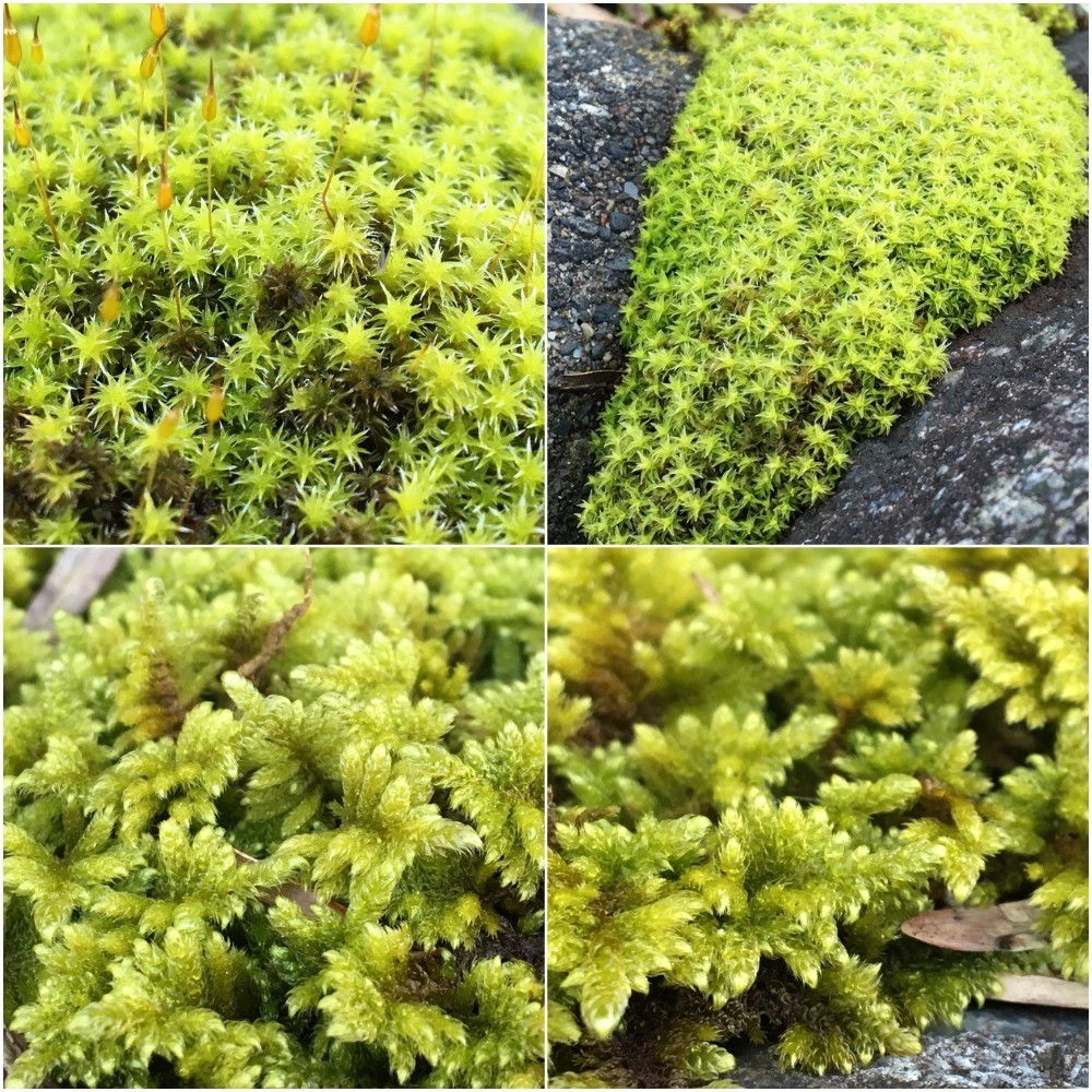 今朝の庭の苔