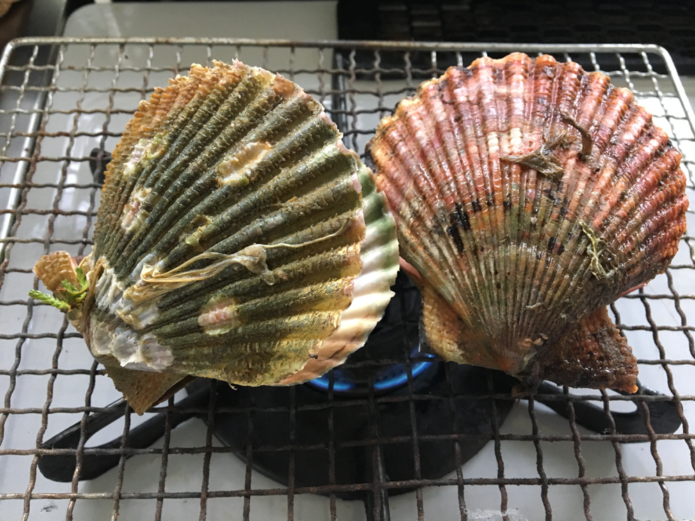 バタ貝、別名ヒオウギガイ(緋扇貝)をガスコンロで焼く