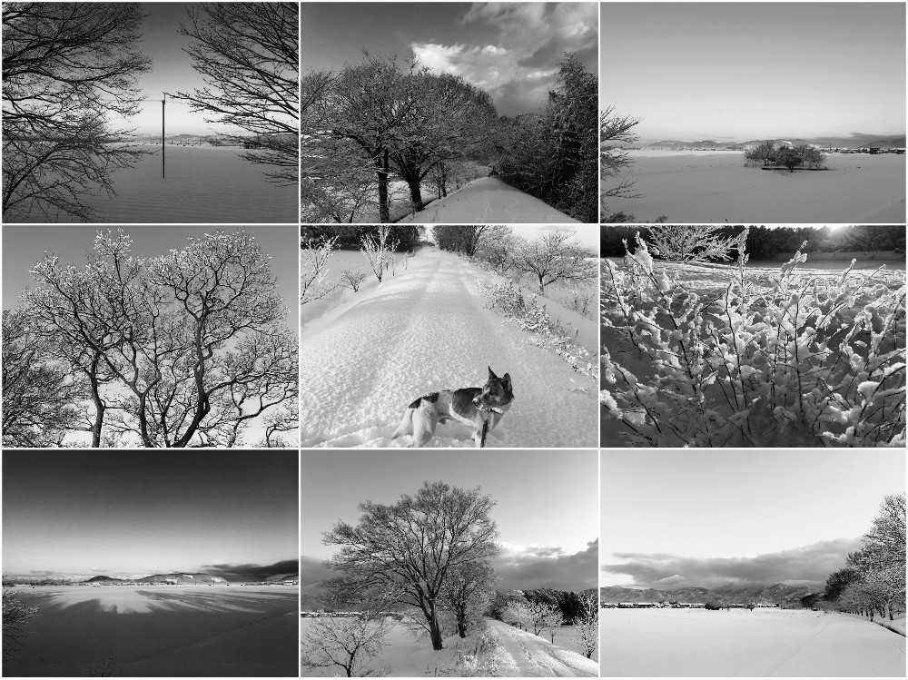 今朝の雪道の散歩はモノクロームで