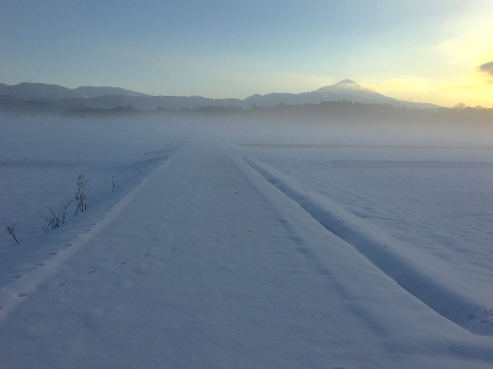 今朝の散歩道