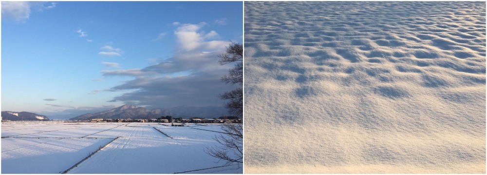 立春の朝の田んぼ