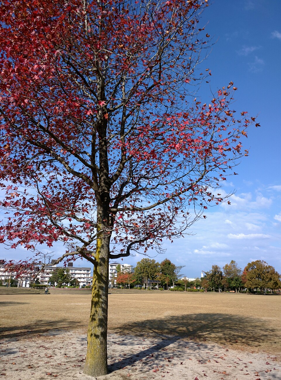 f:id:tsumutsumu2:20151103194312j:image f:id:tsumutsumu2:20151103194312j:image