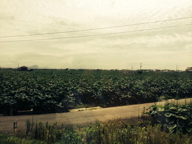 f:id:tsunashi:20140913012751j:plain f:id:tsunashi:20140913012751j:plain