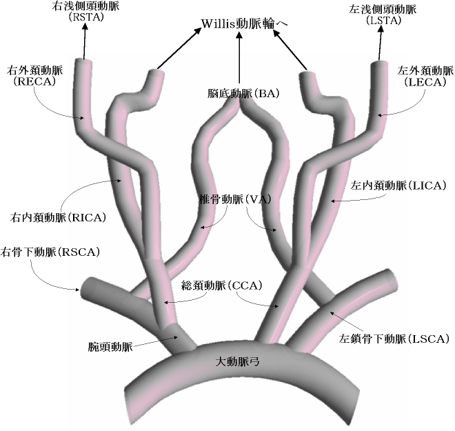 内頚動脈と外頚動脈の走行 つねぴーblog＠内科専門医