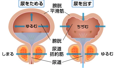 f:id:tsunepi:20150804133429p:plain