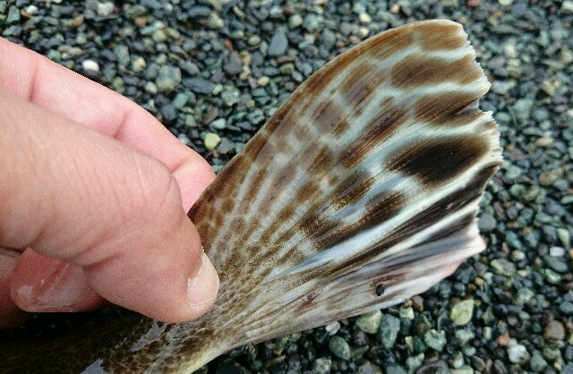 f:id:tsurikozo:20160503201546j:image f:id:tsurikozo:20160503201546j:image