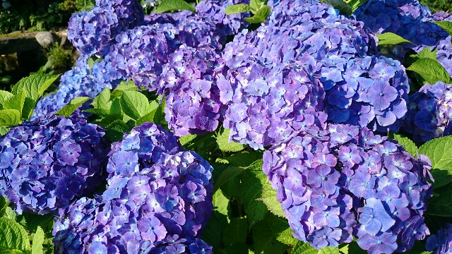 f:id:tsurikozo:20160615055918j:image f:id:tsurikozo:20160615055918j:image
