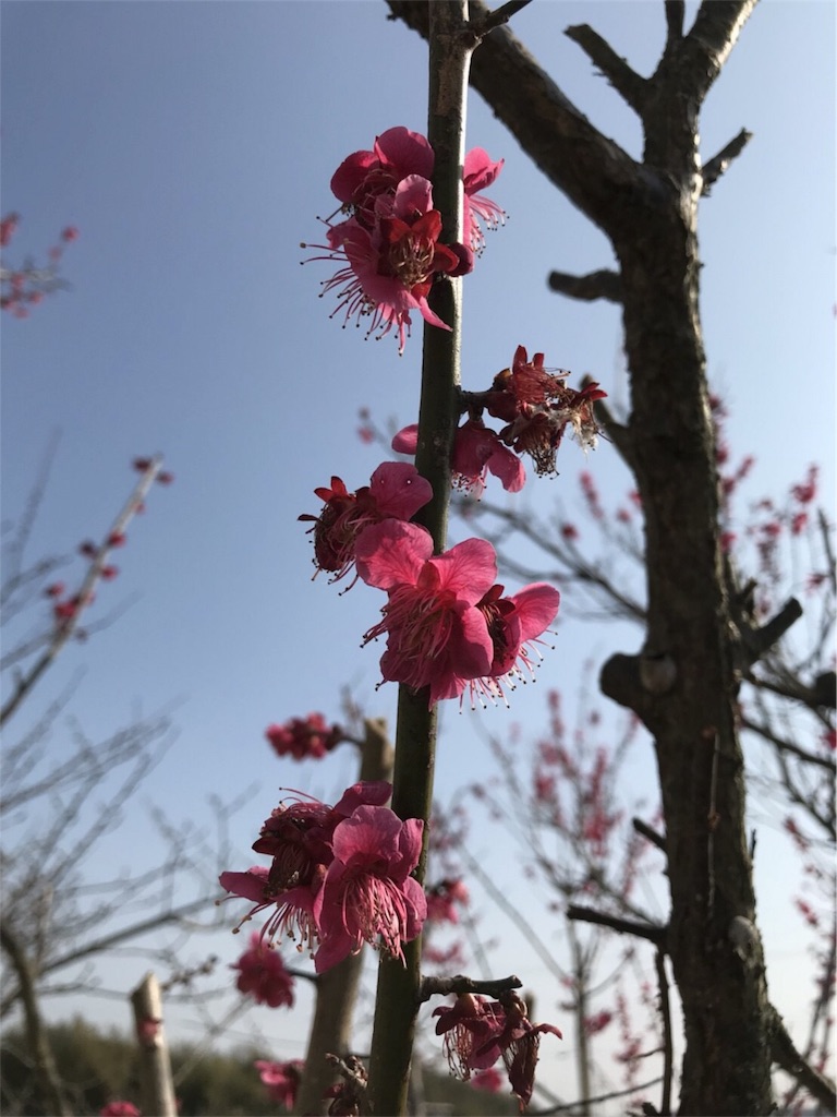 f:id:tsuru-52:20180315042427j:image f:id:tsuru-52:20180315042427j:image