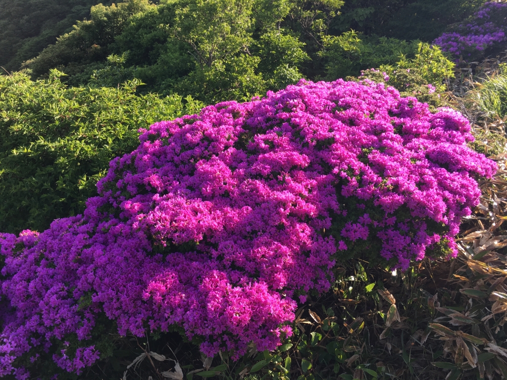 f:id:tsurutate:20160612195755j:plain f:id:tsurutate:20160612195755j:plain