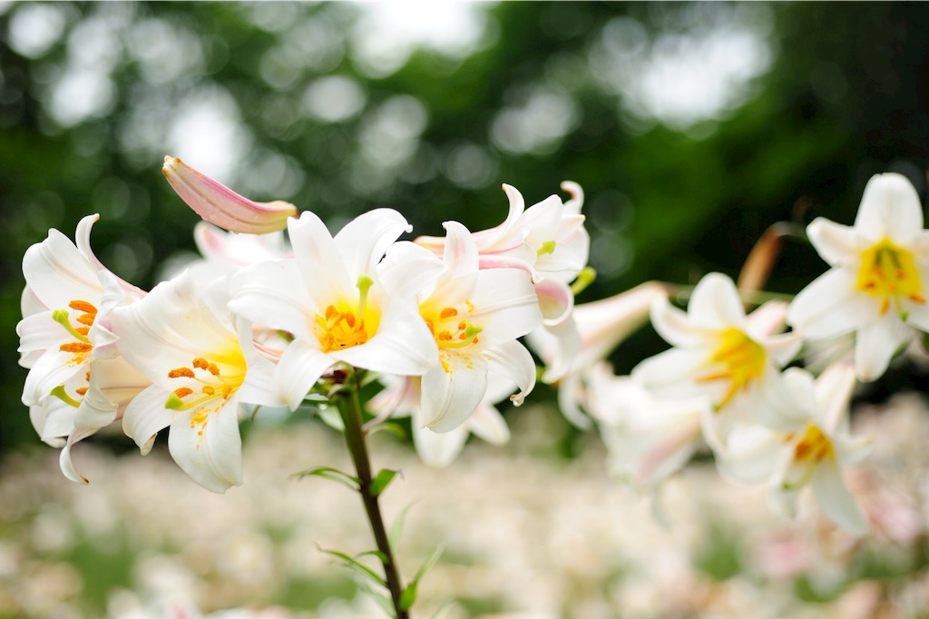 f:id:tsuu6a:20150719224907j:image f:id:tsuu6a:20150719224907j:image