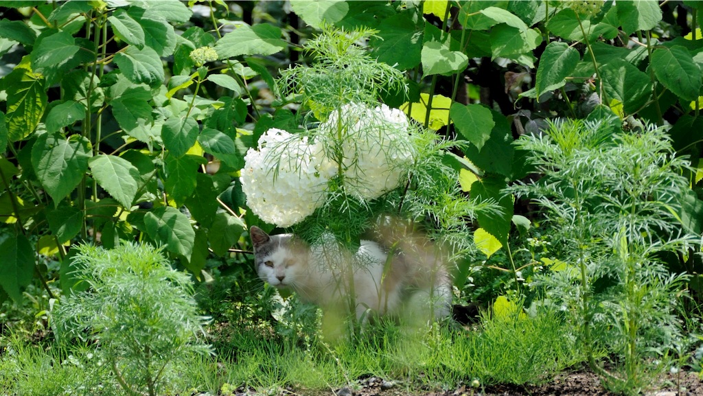 f:id:tsuu6a:20150719224945j:image f:id:tsuu6a:20150719224945j:image