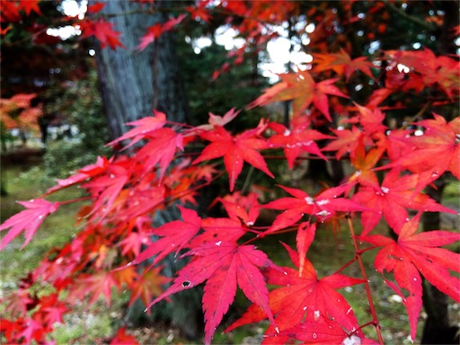 f:id:tuaichi:20151130170719j:image f:id:tuaichi:20151130170719j:image
