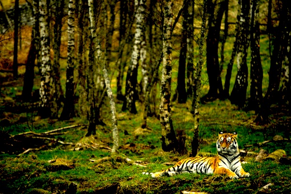 f:id:tubamenote:20150307043257j:plain f:id:tubamenote:20150307043257j:plain