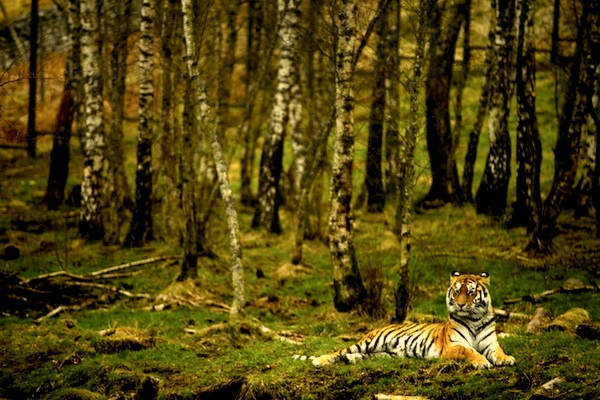 f:id:tubamenote:20150307133919j:plain f:id:tubamenote:20150307133919j:plain