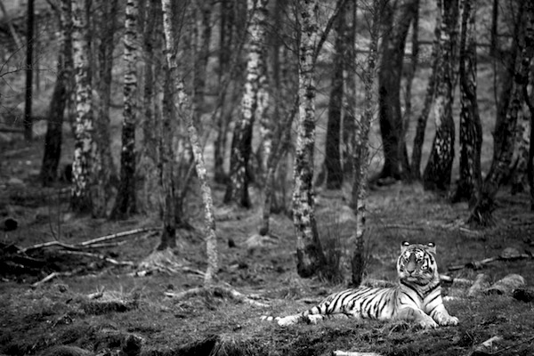 f:id:tubamenote:20150307135622j:plain f:id:tubamenote:20150307135622j:plain