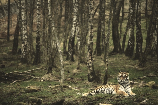 f:id:tubamenote:20150307165713j:plain f:id:tubamenote:20150307165713j:plain