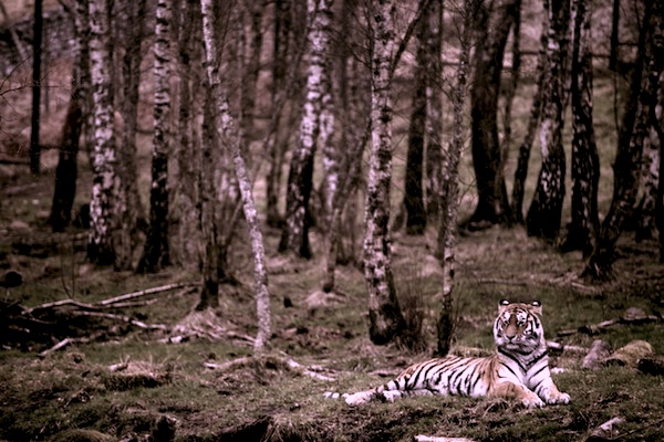 f:id:tubamenote:20150307173750j:plain f:id:tubamenote:20150307173750j:plain