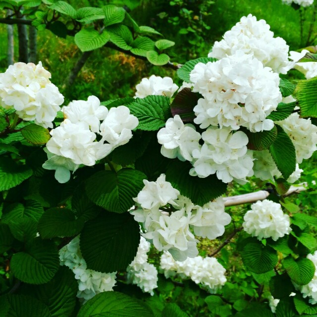 f:id:tubominote:20160508171738j:image f:id:tubominote:20160508171738j:image