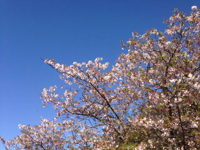 f:id:tuitel:20130408074334j:plain f:id:tuitel:20130408074334j:plain