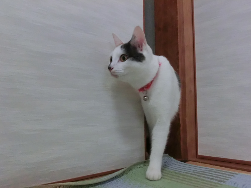 f:id:tukasatani:20150320203850j:plain f:id:tukasatani:20150320203850j:plain