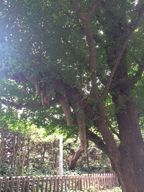 f:id:udemerry:20140723124135j:plain f:id:udemerry:20140723124135j:plain