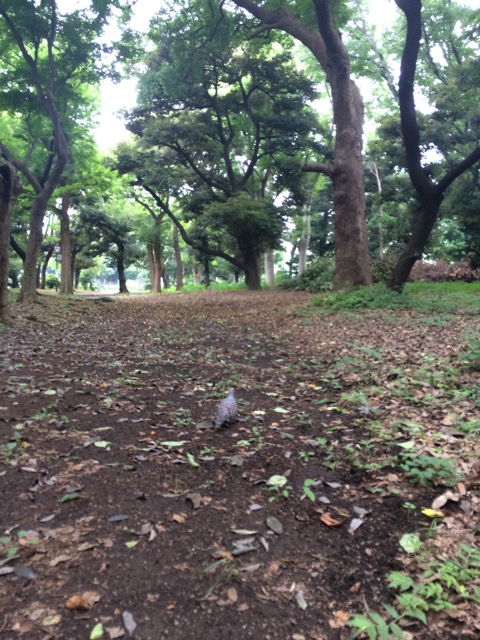 f:id:udemerry:20140723125108j:plain f:id:udemerry:20140723125108j:plain