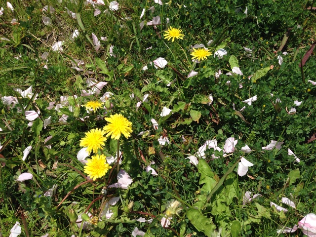 f:id:uguisu79:20140414182407j:plain f:id:uguisu79:20140414182407j:plain