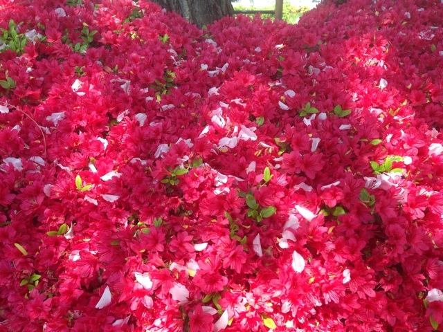 f:id:uguisu79:20140414182423j:plain f:id:uguisu79:20140414182423j:plain