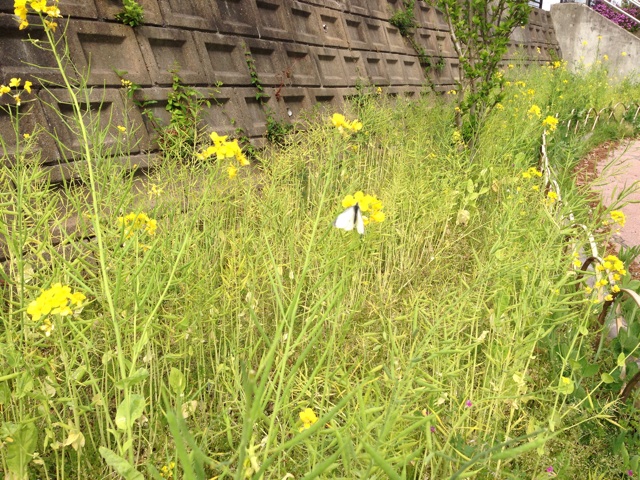 f:id:uguisu79:20140416191244j:plain f:id:uguisu79:20140416191244j:plain