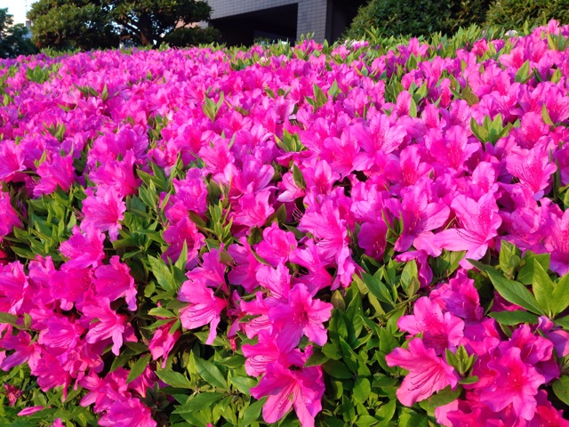 f:id:uguisu79:20140425164414j:plain f:id:uguisu79:20140425164414j:plain