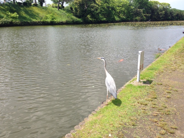 f:id:uguisu79:20140501232238j:plain f:id:uguisu79:20140501232238j:plain