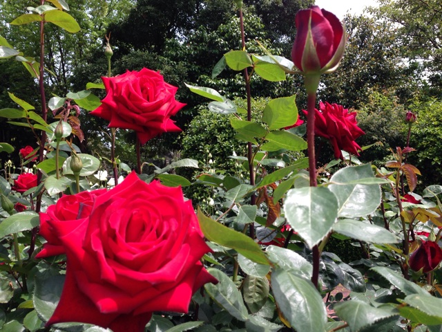 f:id:uguisu79:20140503164928j:plain f:id:uguisu79:20140503164928j:plain
