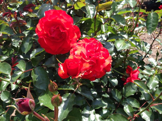 f:id:uguisu79:20140504210258j:plain f:id:uguisu79:20140504210258j:plain