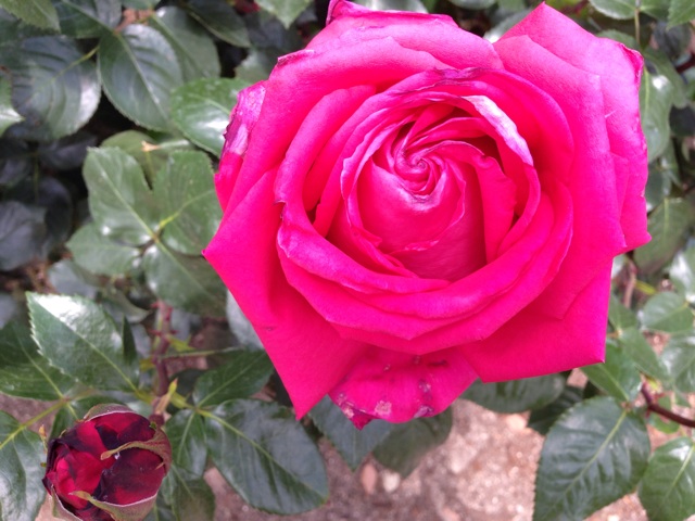 f:id:uguisu79:20140504211223j:plain f:id:uguisu79:20140504211223j:plain
