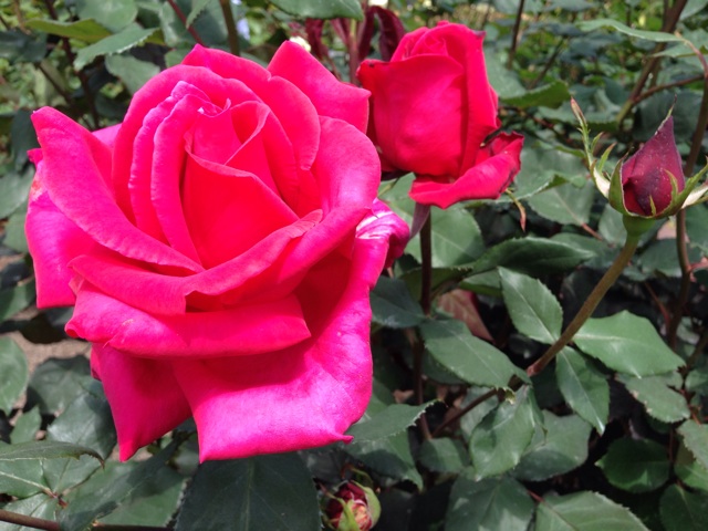 f:id:uguisu79:20140504211257j:plain f:id:uguisu79:20140504211257j:plain