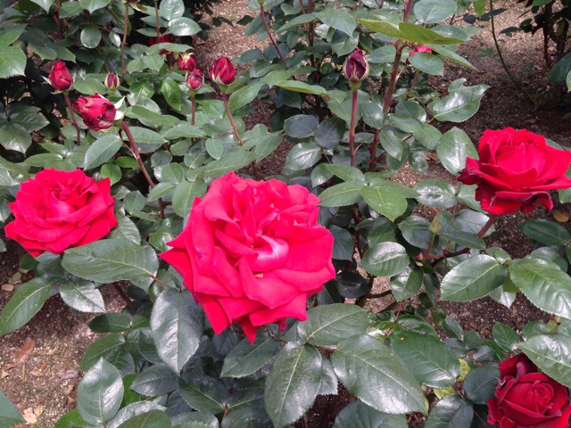 f:id:uguisu79:20140504211517j:plain f:id:uguisu79:20140504211517j:plain