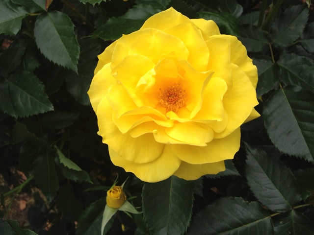 f:id:uguisu79:20140504212329j:plain f:id:uguisu79:20140504212329j:plain