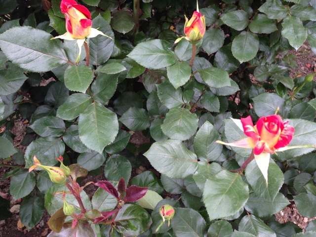 f:id:uguisu79:20140511231052j:plain f:id:uguisu79:20140511231052j:plain