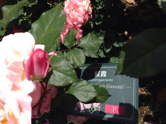 f:id:uguisu79:20140511231733j:plain f:id:uguisu79:20140511231733j:plain