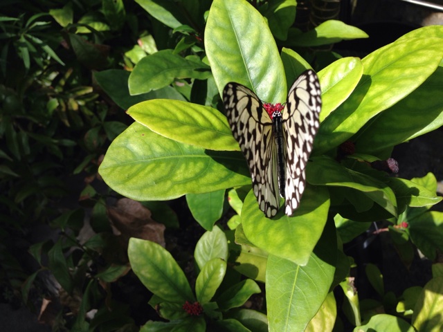 f:id:uguisu79:20140511235109j:plain f:id:uguisu79:20140511235109j:plain