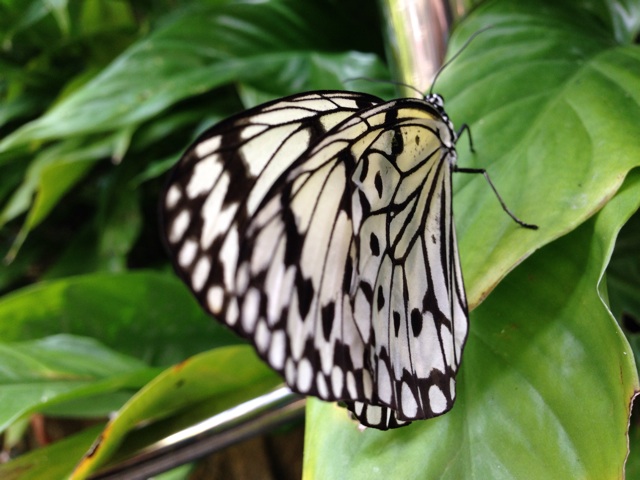 f:id:uguisu79:20140511235125j:plain f:id:uguisu79:20140511235125j:plain