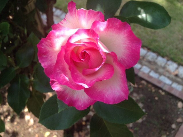 f:id:uguisu79:20140511235346j:plain f:id:uguisu79:20140511235346j:plain