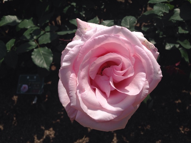 f:id:uguisu79:20140513223208j:plain f:id:uguisu79:20140513223208j:plain