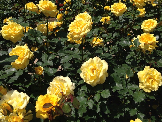 f:id:uguisu79:20140515183201j:plain f:id:uguisu79:20140515183201j:plain