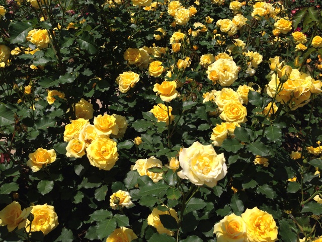 f:id:uguisu79:20140515183238j:plain f:id:uguisu79:20140515183238j:plain