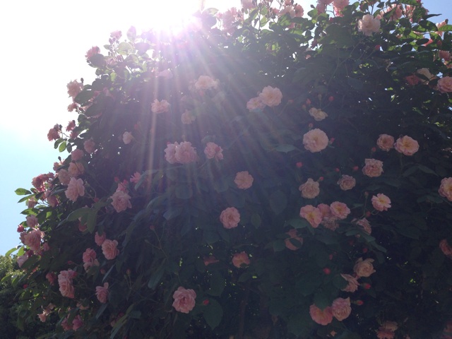 f:id:uguisu79:20140515192233j:plain f:id:uguisu79:20140515192233j:plain