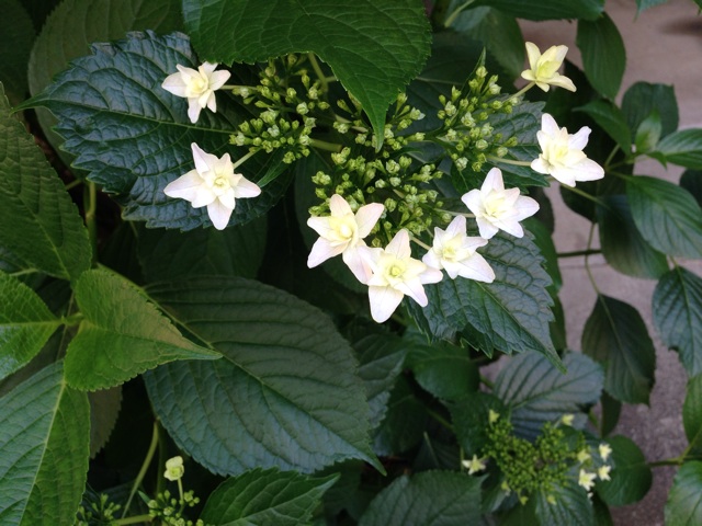 f:id:uguisu79:20140523174702j:plain f:id:uguisu79:20140523174702j:plain