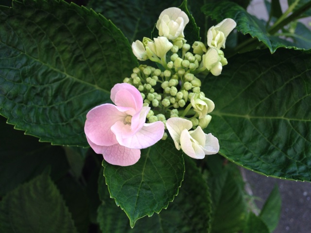 f:id:uguisu79:20140523174814j:plain f:id:uguisu79:20140523174814j:plain