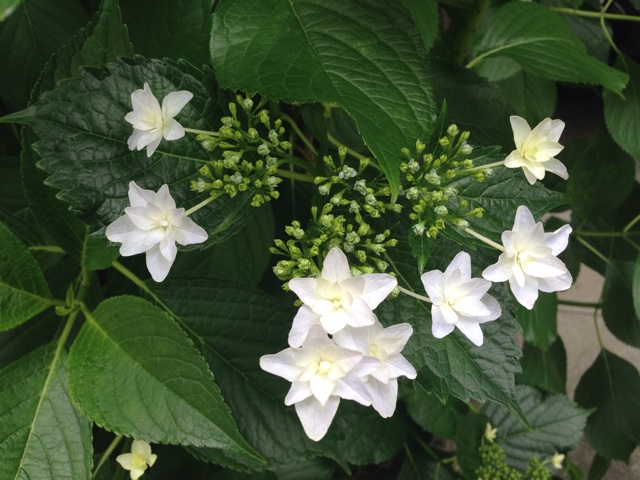 f:id:uguisu79:20140525235342j:plain f:id:uguisu79:20140525235342j:plain